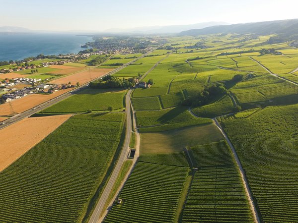 Quelles sont les solutions pour créer une terrasse ombragée sans pergola?
