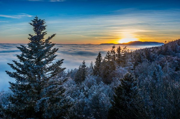 Comment utiliser les systèmes de brumisation pour protéger les plantes de la chaleur estivale?